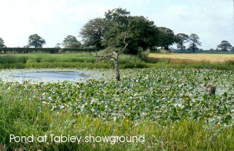 Tebley Showground pond